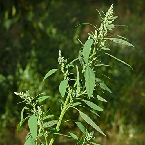 Lambs Quarter - Goosefoot - Wild - Non-GMO - 50+ Seeds - Glasgows Goods