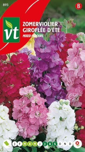 Giroflée d'été Mixed Colour Graines - Beaux épis très florifères