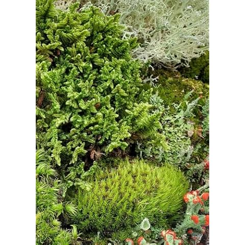 Tin Roof Treasure Small Value Fairy Garden Starter Kit Moss and Lichen for Terrarium, 5"x7" Bag Cover