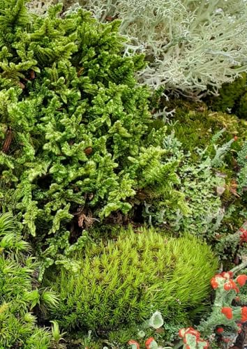 Tin Roof Treasure Small Value Fairy Garden Starter Kit Moss and Lichen for Terrarium 5x7 Bag
