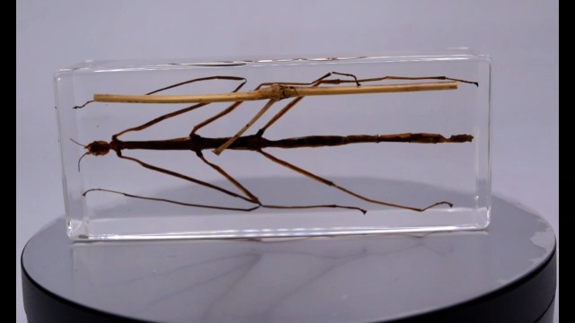 Image of 4.3 inch Real Stick Insect Phasmatodea Bug in Crystal Clear Lucite Resin Specimen Paperweight Preserved Various Animal Insect Bug Taxidermy Collection for Biology Science Education & Desk Ornament Display
