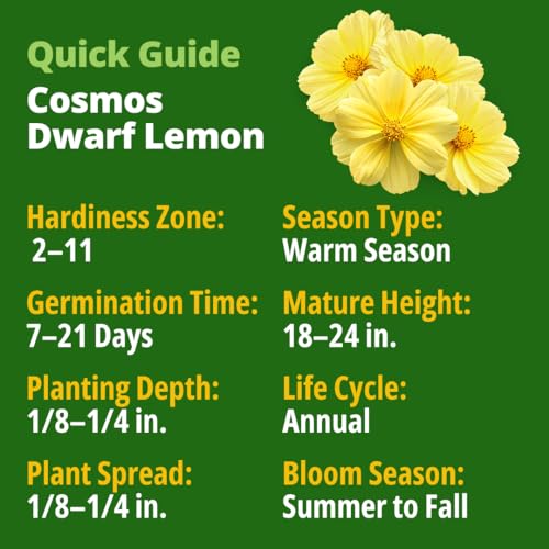 Image of HOME GROWN Cosmos 'Dwarf Lemon' Seeds - 300 Dwarf Cosmos Flower Seeds for Planting, Compact Yellow Blooms, Heat Tolerant Annual for Outdoor Gardens (.2g) - Cosmos sulphureus 'Dwarf Lemon'