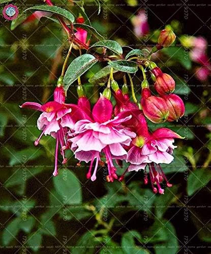 Amazon Co Jp 100個のランタンの花フクシアのハイブリッド盆栽ホームガーデンの咲く植物のための珍しいカラフルな花の鉢植えの植物 6 Diy 工具 ガーデン