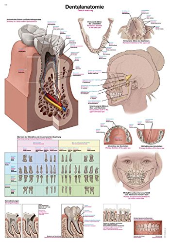 'Lehr lavagna Dental Anatomia, 50 x 70 cm
