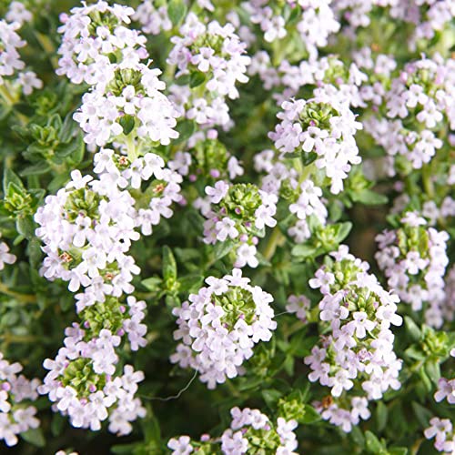 semillas de tomillo cubresuelo - perennes, resistentes jardín Variedades antiguas 100pcs
