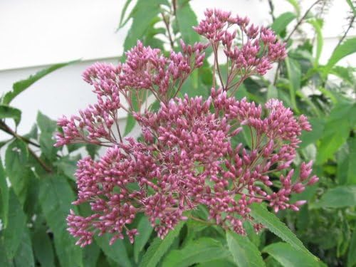 Miniatura 6 de 50 semillas de flor de Eupatorium Maculatum de PINK JOE PYE WEED