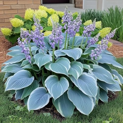 Image of Hosta Flower Seeds Multicolor Ornamental Plant Easy Grow