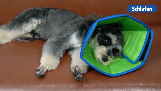 Weiches Hundekegel-Halsband – Alternative Zum Plastikkegel, Verstellbar, Für Mittelgroße Hunde