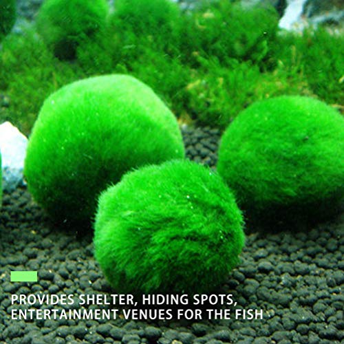 ULTECHNOVO 3 Pcs Marimo Musgo Bolas Algas Verdes Planta AquÃ¡tica AquÃ¡rio Peixes Tanque de CamarÃ£o
