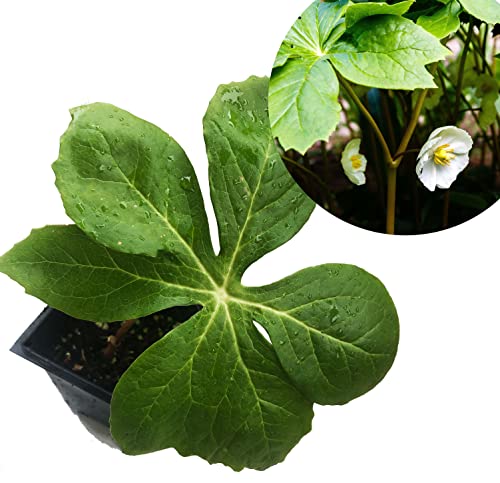 Smoke Camp Crafts Mayapple Plant