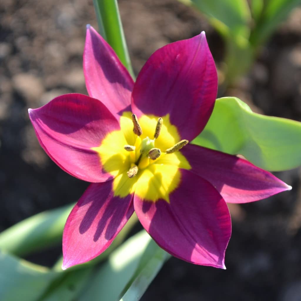 Steingarten-Tulpen mindestens 3 Sorten (250 Zwiebeln)