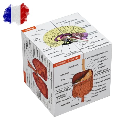 Le cube anatomie humaine pour étudiant en médecine