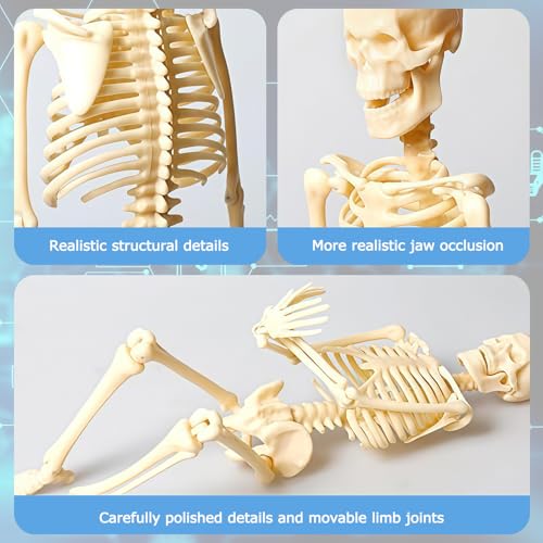 Image of Mini Human Skeleton Model,Skeleton Teaching Model,Easy to Assemble, Removable Spine Whole Body for Study Teaching Demonstration