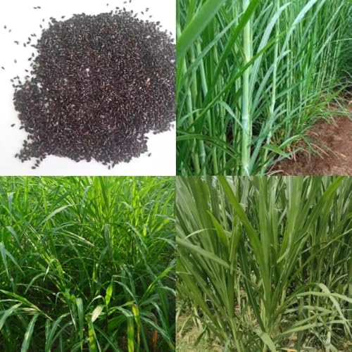 Image of American 5g napier grass seeds || Grass super nepier cow goat buffalo smart napier grass seeds 500 seed