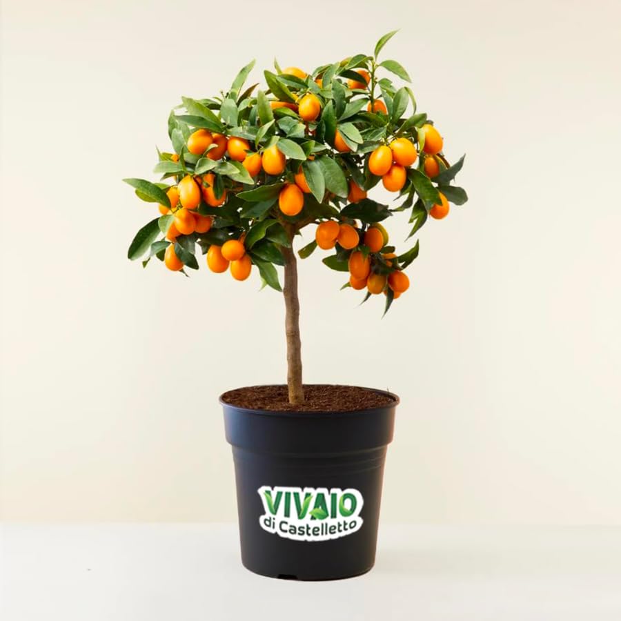 Kumquat "Fortunella margarita" mandarino cinese pianta innestata in vaso ø22 H 70/80 cm Agrumi di Sicilia, Made in Italy, Vivaio di Castelletto