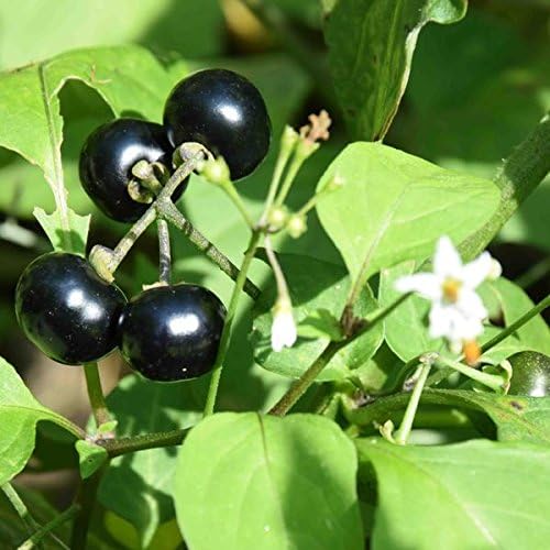 Palm Beach Medicinal Herbs - Wonderberry (Solanum burbankii) - Paquete de 20 Semillas