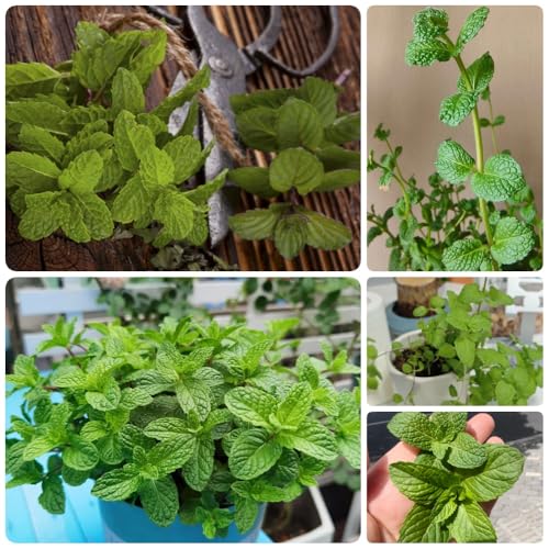 Semi di menta piperita, menta verde, da giardino roccioso resistenti semi di per giardino semi di medicinali 600pcs