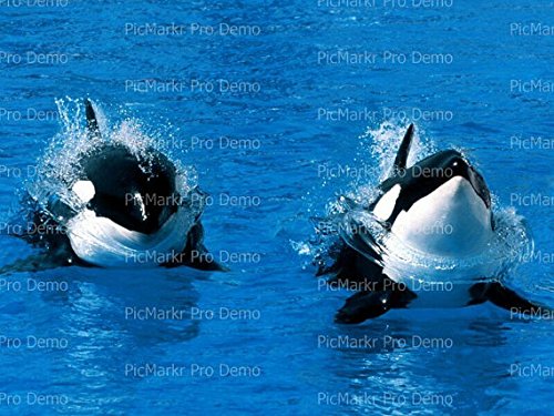 1/8 Sheet - Ocean Life Killer Whale Birthday - Edible Cake/Cupcake Party Topper - D3874