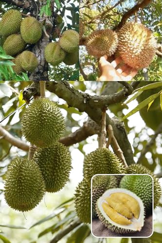 ZXXYANBI Durian (Durio zibethinus) Grafted Live Fruit Plant (Height 1.5-2 Feet) “King of Fruits After 1-2 Year,custard-like pulp, unique sweet, custardy taste, 1 Healthy Fresh Plant For Home Garden