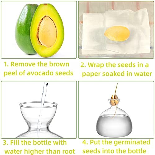 Image of Hiceeden Avocado Seed Starter Vase Planter, Clear Avocado Tree Growing Kit Pot, Medium Avocado Vase Grow Glass Plant Pot Gift for Indoor Outdoor