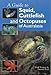 A Guide to Squid, Cuttlefish and Octopuses of Australasia