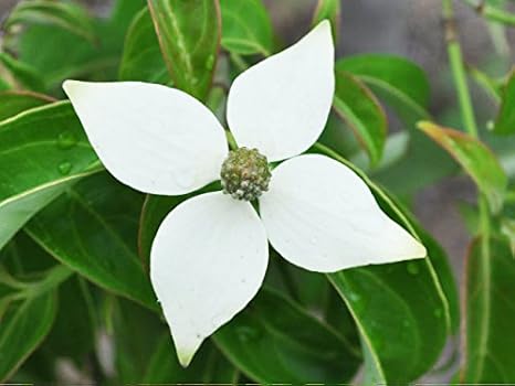 Amazon 1年間枯れ保証 シンボルツリー常緑 常緑ヤマボウシ 月光 2 0m 植木 Amazon 1年間枯れ保証 シンボルツリー常緑 常緑ヤマボウシ 月光 2 0m 植木