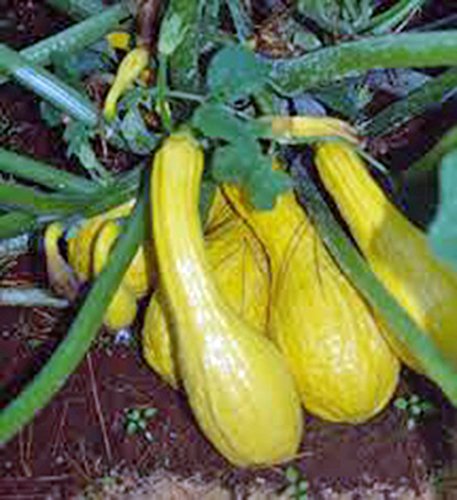 Squash Seeds,Golden Crookneck Squash, Heirloom, 100 Seeds,Non GMO
