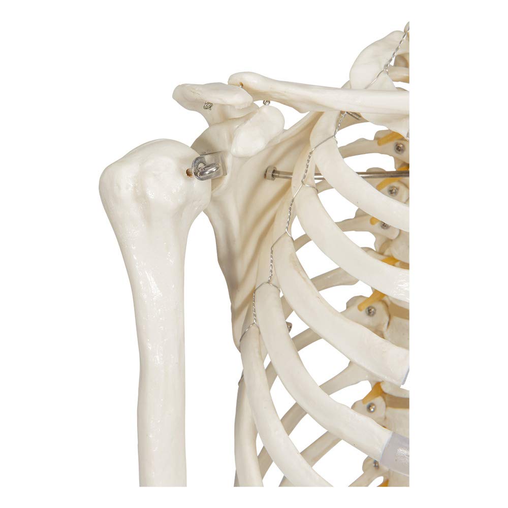Skelett - Buddy the Budget Skeleton - Menschliches Skelett Anatomisches Modell - Lebensgröße 175 cm– inkl. zwei Lehrtafeln & 3B Scientific Lehrtafel laminiert