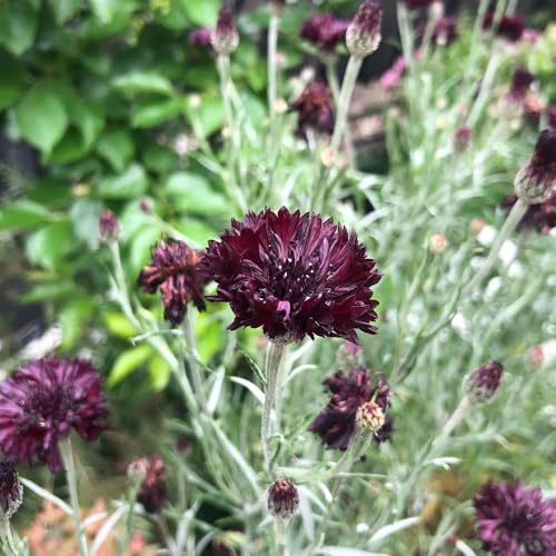 semillas de aciano de para bancales elevados de aciano en resistentes al aire libre de cortadas de primavera, 300pcs