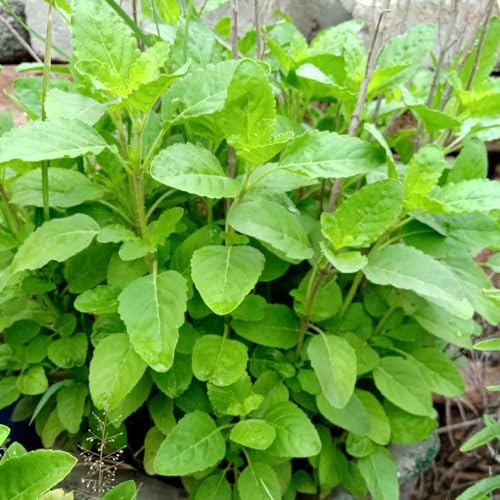 Image of Bigreen Live Rama Tulsi Plant with Pot | Sacred Green Holy Basil for Home Garden & Indoor Decor | Ayurvedic Medicinal Herb | Low-Maintenance, Sun-Loving Live Plant