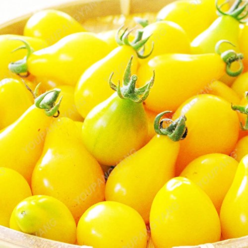 Graines de tomates douces Mini graines de légumes jaunes cerises Graines de fruits Bonsaï Plantes en pot Maison et jardin Livraison gratuite Jaune Paquet de 500 graines