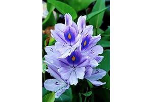 Water Hyacinths Floating Pond Plants