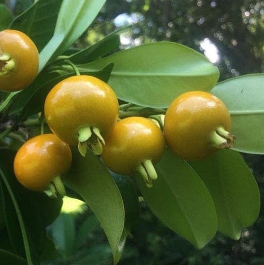 Image of Rare Thai Variety Yellow Strawberry Guava Plant (GRAFTED) Cherry Guava Live Plant (Psidium cattleyanum) Exotic Fruit tree 1 Plant in Polybag inchFruit After 6-12 Month