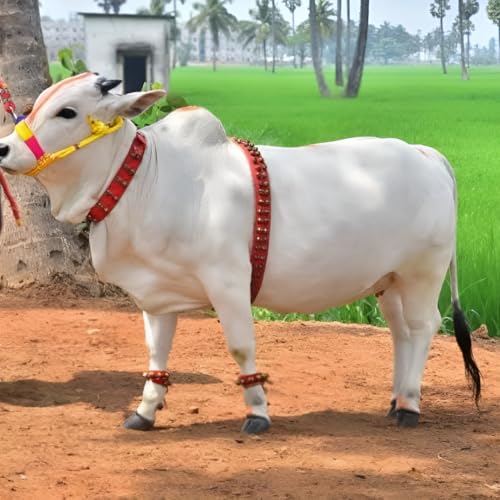 Image of Farmer King MAT Cow /Buffalo /Bull /Horse Ghungroo Neck Belt, Rock Strong Collar, Ghungroo Patta, 1 Meter A