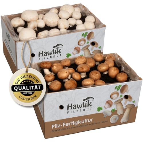 2 X Champignon Pilzkulturen I Probierset I Hawlik Pilzbrut I kinderleicht Pilze selber züchten I ohne Vorkentnisse