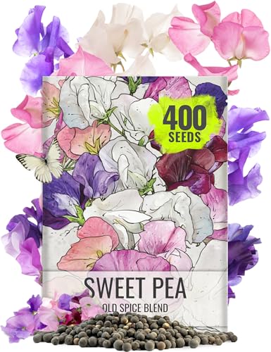 Seed Needs Sweet Pea Seeds, Old Spice Mix, 1 oz, 400+ Seeds