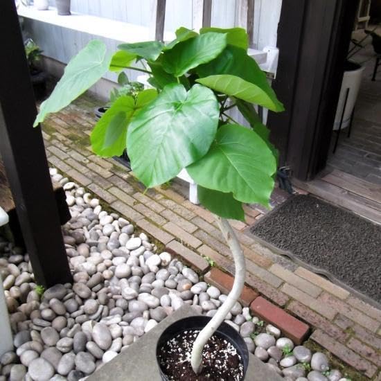 ロストラータ サファイアスカイズ 8号 実生 観葉植物 ユッカ