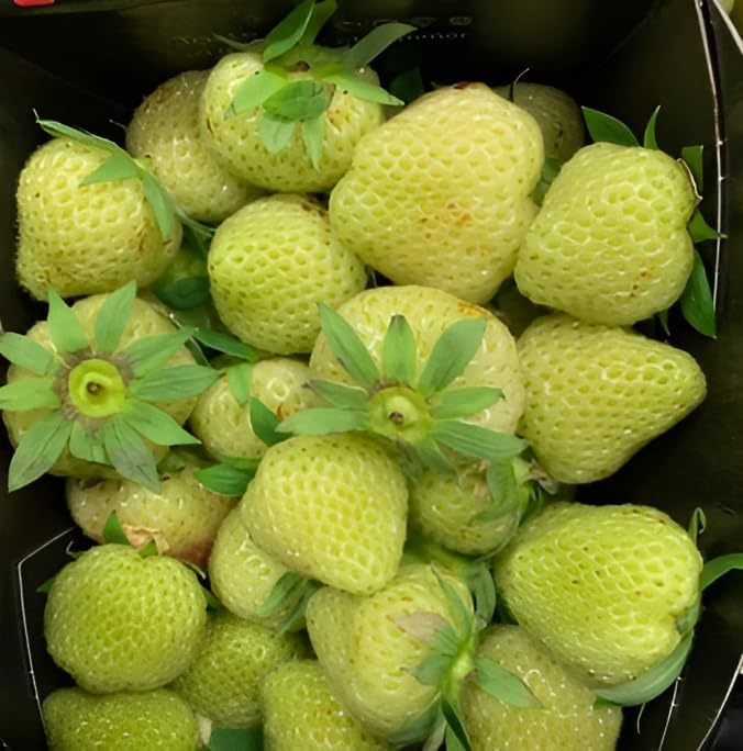 Green view® Sweet Green Strawberry Live Plant – Rare Exotic Green Strawberry Variety | Sweet Juicy High Yield Berry Plant for Home Garden, Balcony & Pots