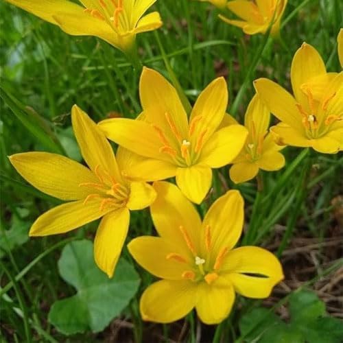 Image of Rain Lily Flower Bulbs | Premium Landscape Grade | Easy to Grow | Heavy Blooming Perennial Flowers | Ideal for Gardens, Farmhouses, Resorts & Landscaping | Healthy Bulbs Pack of 1000 Yellow