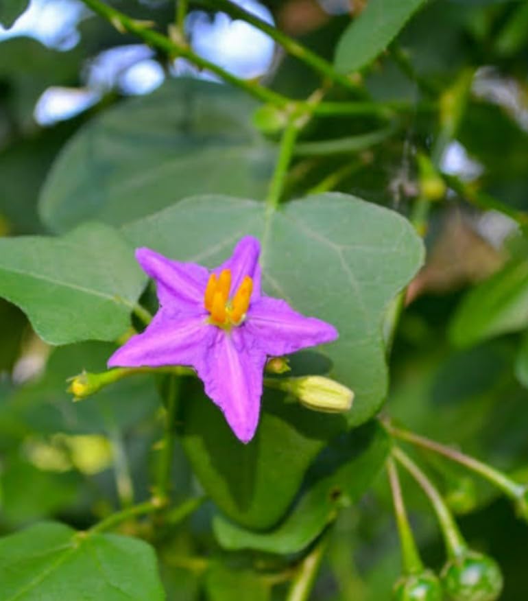 Solanum Trilobatum(THUTHUVALAI KEERAI) FRESH PLANT (B0D7MLM1LR) Amazon Price History, Amazon Price Tracker