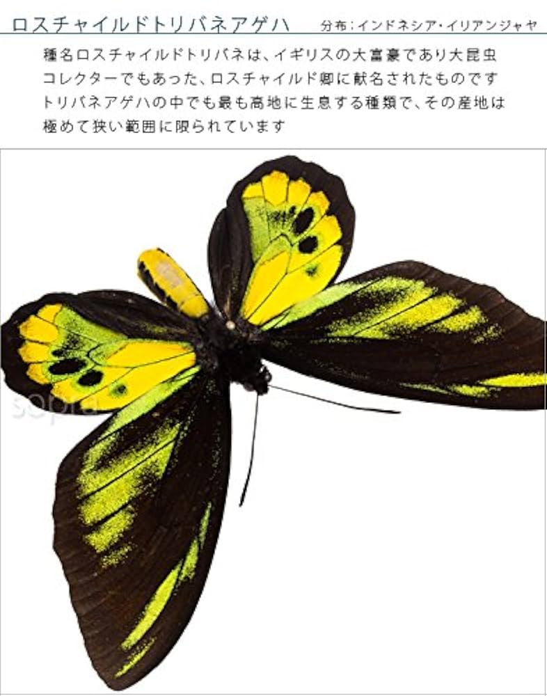 【蝶標本】ロスチャイルドトリバネアゲハ他 Amazon.co.jp: 蝶の標本 ロスチャイルドトリバネアゲハ