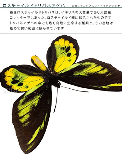 【蝶標本】ロスチャイルドトリバネアゲハ他 Amazon.co.jp: 蝶の標本 ロスチャイルドトリバネアゲハ O