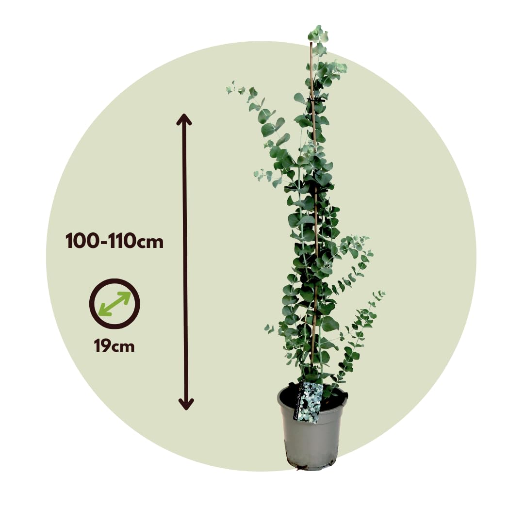 Plant in a Box - Eucalyptus cinerea 