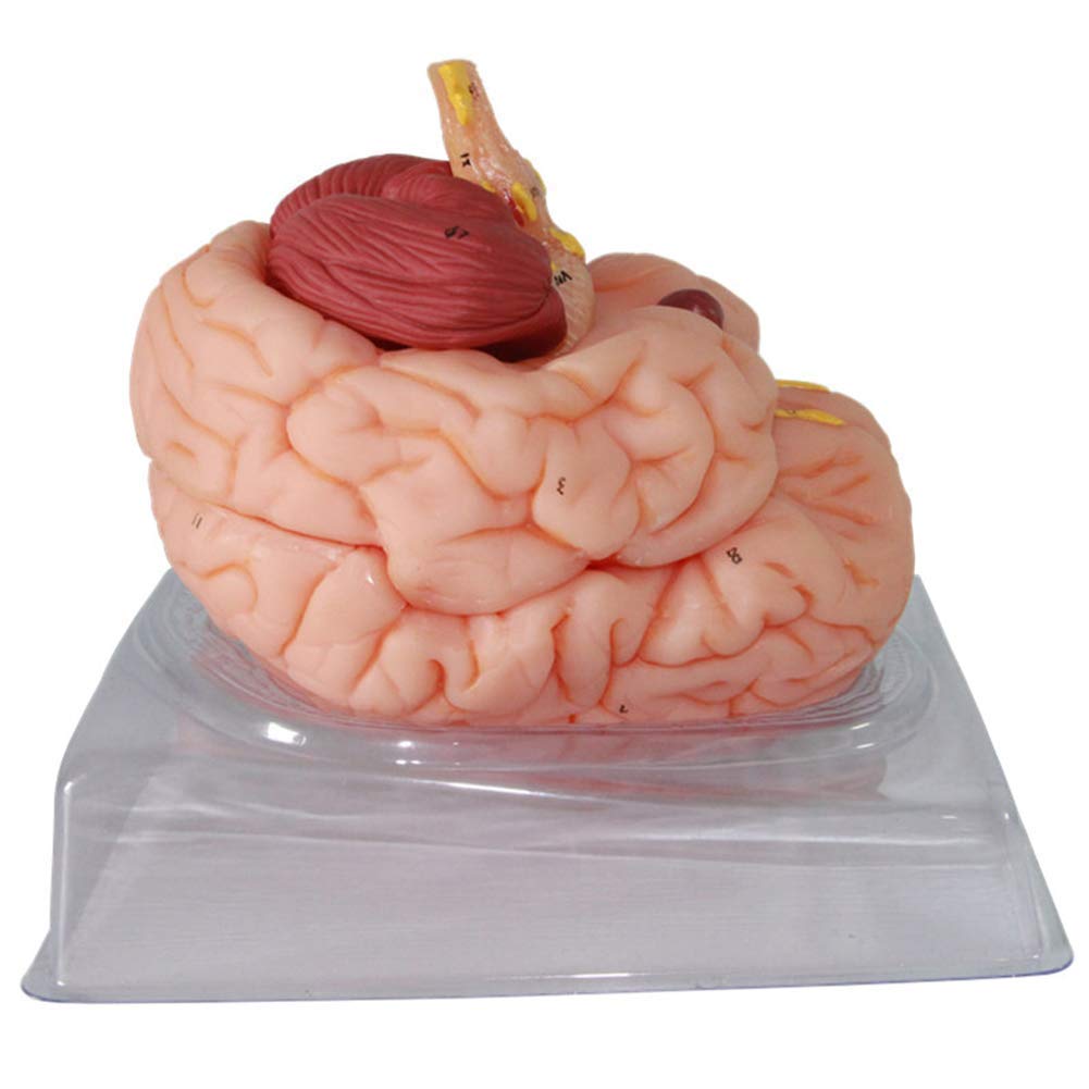 Model edukacyjny Model ludzkiego mózgu Model anatomiczny funkcji mózgu do materiałów edukacyjnych Narzędzie dydaktyczne