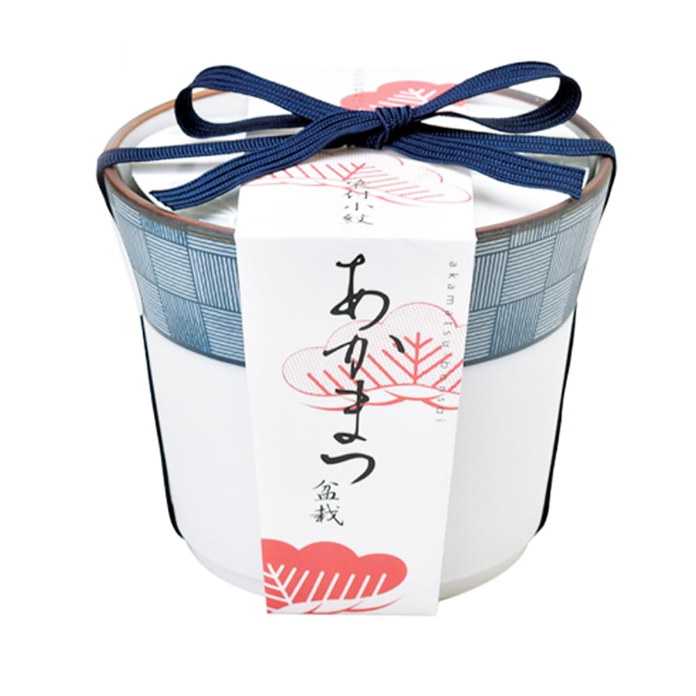 Amazon｜ITANSE 栽培セット 染付小紋 赤松 1個売り【ミニ盆栽