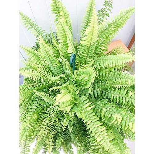 Amazon｜PLANCHU 観葉植物 ネフロレピス ハッピーマーブル 8号吊り鉢