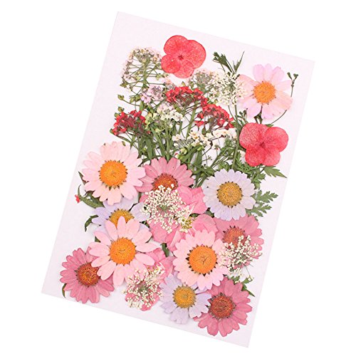 Rokoo - Flores prensadas Mixtas orgánicas Naturales secas para Bricolaje, decoración Floral, colección de Regalos, A