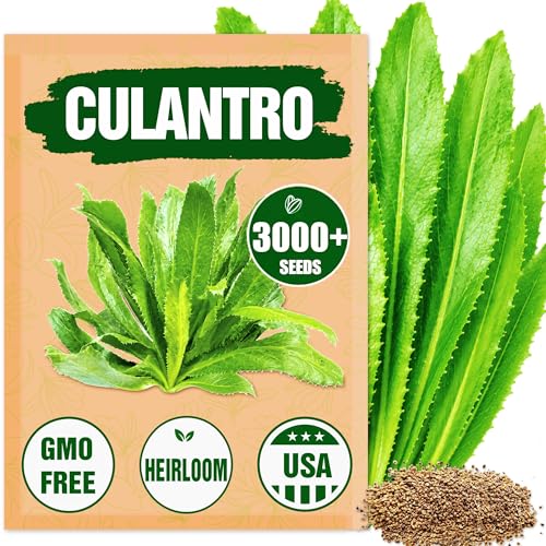 Premium Culantro Seeds 3 000+ Non-GMO Heirloom Seeds - High-Yield Authentic Flavor & Easy Growing