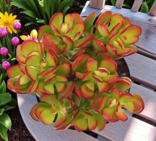 Image of Original Kuberakshi Crassula Ovata Live Plant with Pot | Jade Lucky Money Vastu Plant | Indoor Outdoor Succulent for Home Office Desk Living Room Balcony Decor | Pack of 1