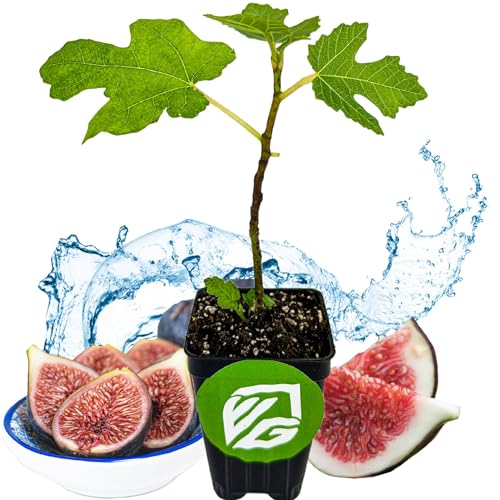 Black Mission Fig Tree Live Plant - Ficus carica - Wellspring Gardens Starter Plant